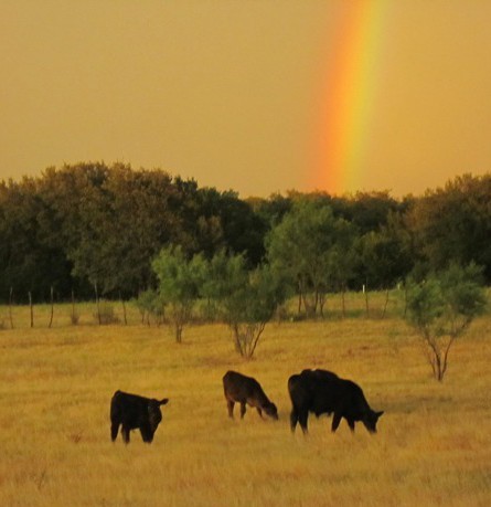 Cows Under a Rainbow